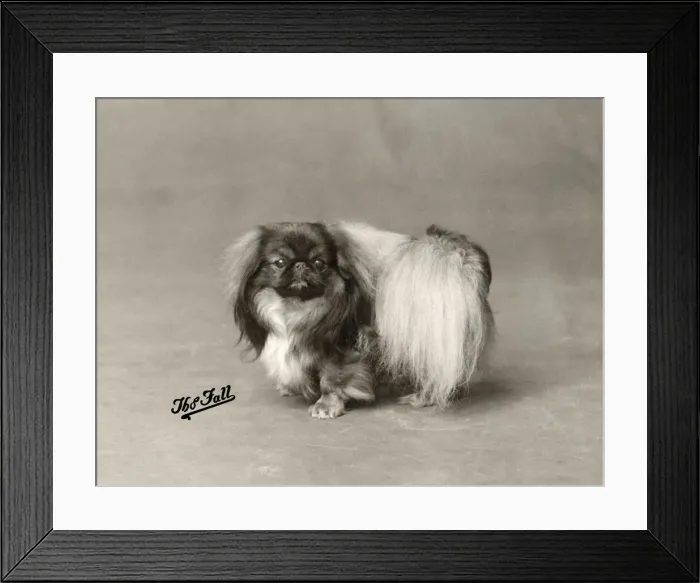 Framed Print : FALL / PEKINGESE / 1929 Framed Print : FALL / PEKINGESE / 1929