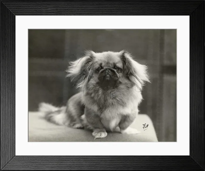 Framed Print : FALL / PEKINGESE / 1930 Framed Print : FALL / PEKINGESE / 1930