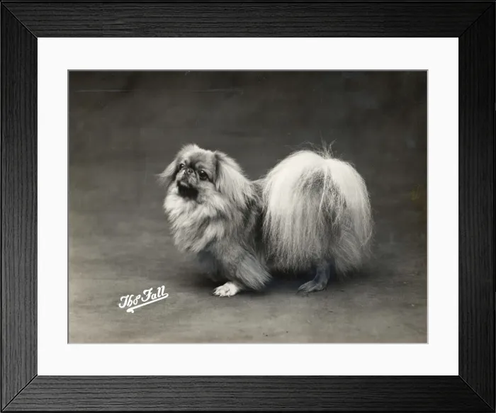 Framed Print : FALL / PEKINGESE / 1914 Framed Print : FALL / PEKINGESE / 1914