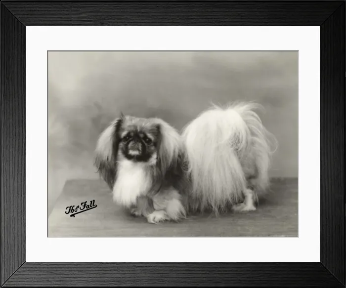 Framed Print : FALL / PEKINGESE / 1932 Framed Print : FALL / PEKINGESE / 1932