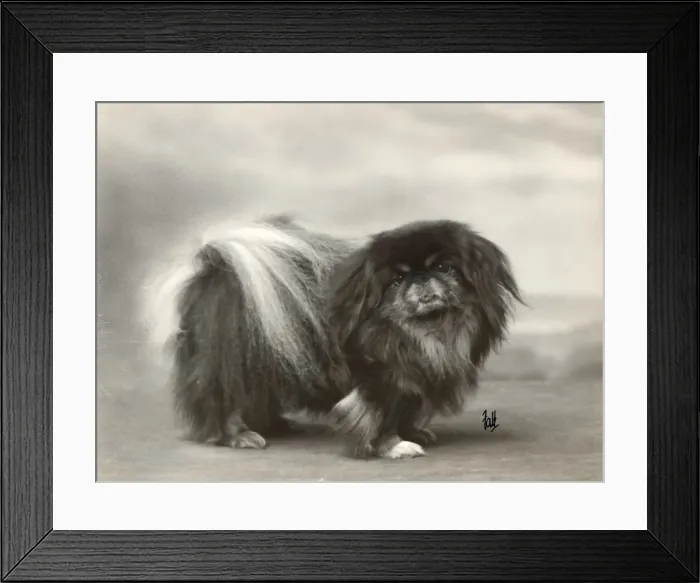 Framed Print : FALL / PEKINGESE / 1932 Framed Print : FALL / PEKINGESE / 1932