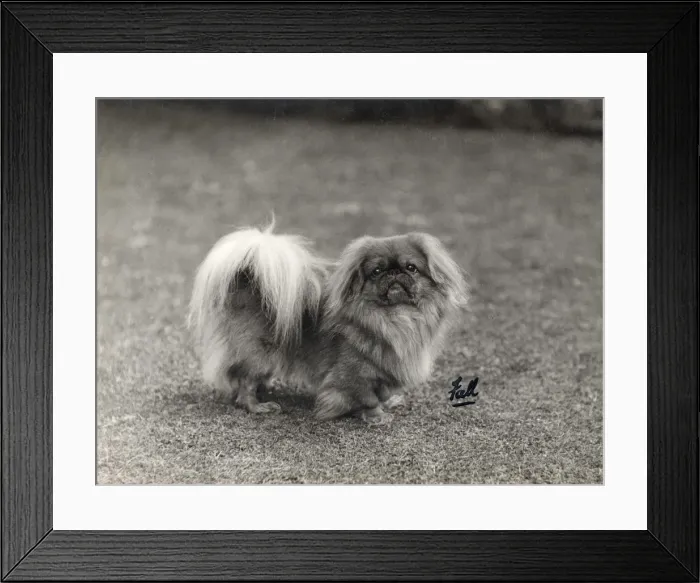 Framed Print : FALL / PEKINGESE / 1930 Framed Print : FALL / PEKINGESE / 1930