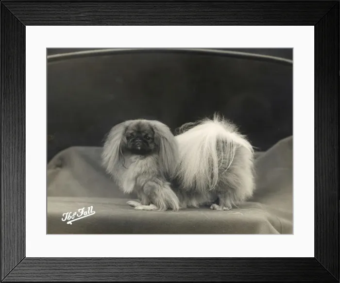 Framed Print : FALL  /  PEKINGESE  /  1935