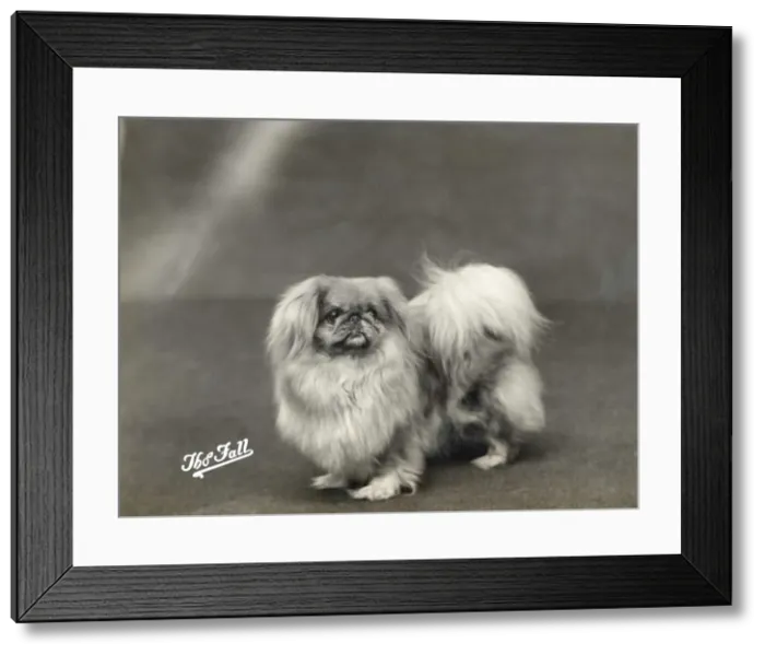 Framed Print : FALL / PEKINGESE / 1936 Framed Print : FALL / PEKINGESE / 1936