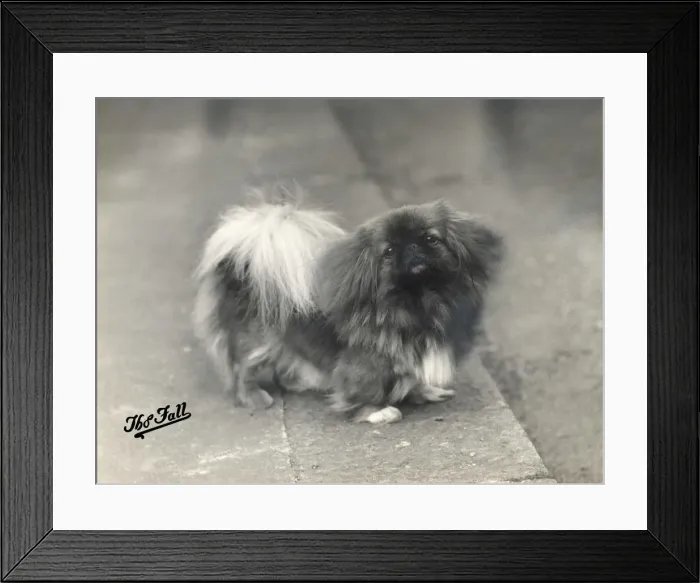 Framed Print : FALL / PEKINGESE / 1937 Framed Print : FALL / PEKINGESE / 1937