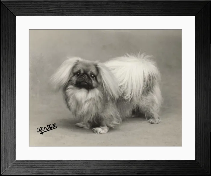 Framed Print : FALL / PEKINGESE / 1937 Framed Print : FALL / PEKINGESE / 1937