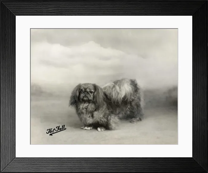 Framed Print : FALL  /  PEKINGESE  /  1938