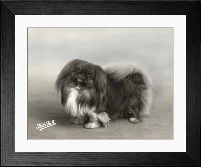 Framed Print : FALL / PEKINGESE / 1939 Framed Print : FALL / PEKINGESE / 1939