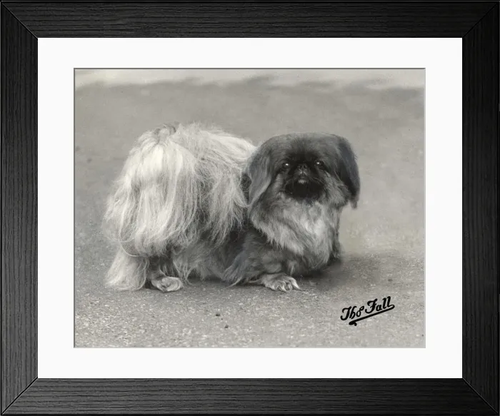 Framed Print : FALL / PEKINGESE / 1936 Framed Print : FALL / PEKINGESE / 1936