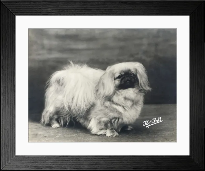 Framed Print : FALL  /  PEKINGESE  /  1935