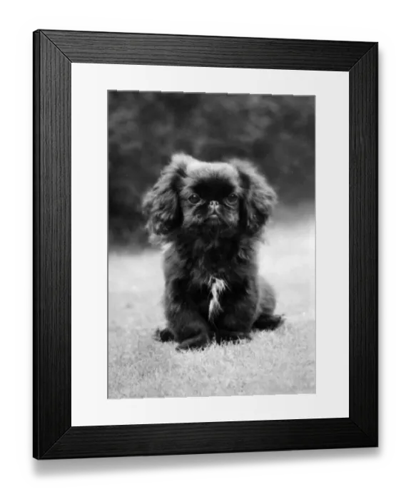 Framed Print : FALL  /  PEKINGESE PUPPY