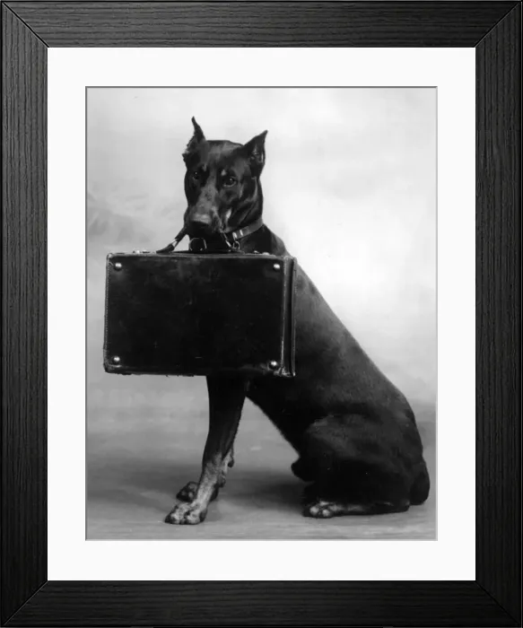 Framed Print : FALL / DOBERMANN / 1940 Framed Print : FALL / DOBERMANN / 1940