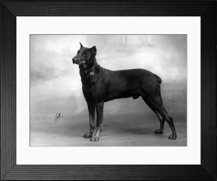 Framed Print : FALL / DOBERMANN / 1940 Framed Print : FALL / DOBERMANN / 1940