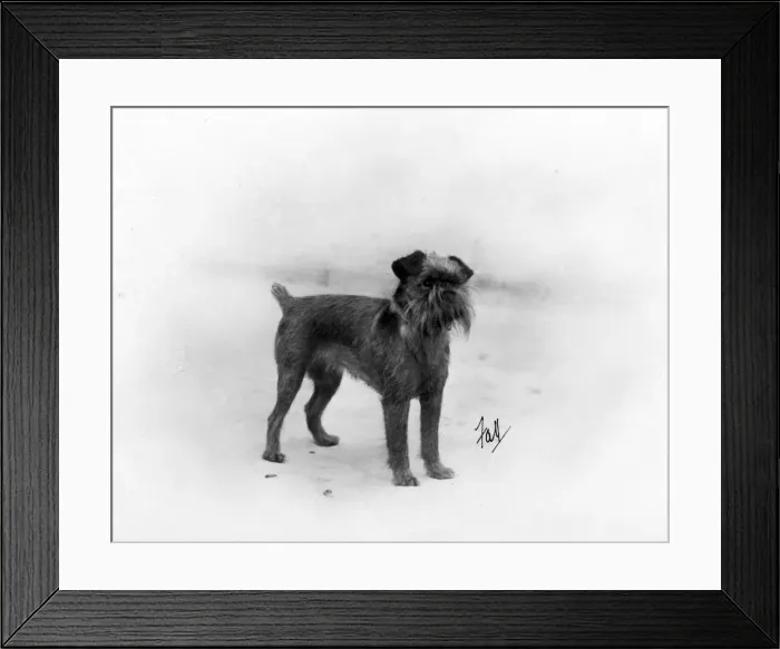 Framed Print : FALL / GRIFFON / 1932 Framed Print : FALL / GRIFFON / 1932