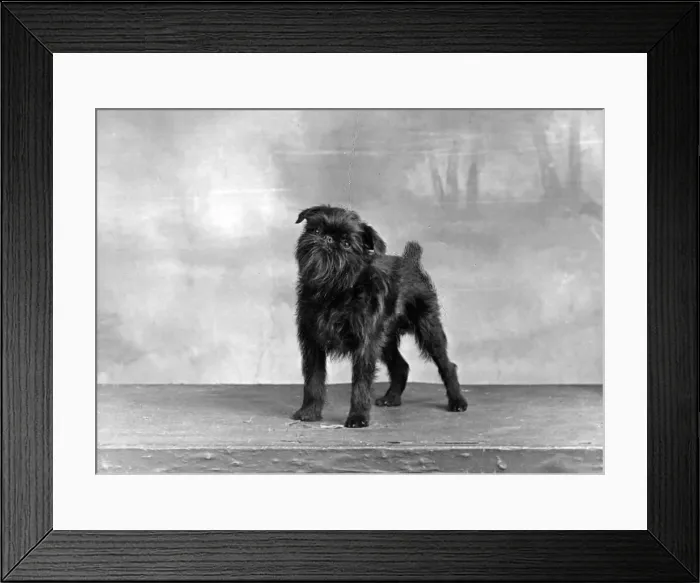 Framed Print : FALL / GRIFFON / 1949 Framed Print : FALL / GRIFFON / 1949