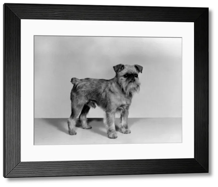 Framed Print : FALL / GRIFFON / 1962 Framed Print : FALL / GRIFFON / 1962