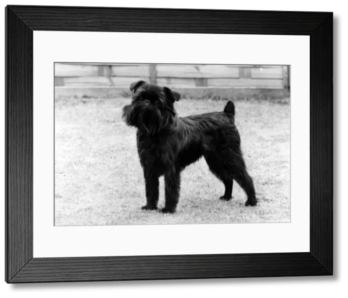 Framed Print : FALL / GRIFFON / 1974 Framed Print : FALL / GRIFFON / 1974