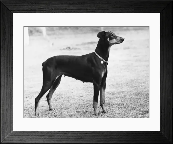 Framed Print : FALL / DOBERMANN / 1955 Framed Print : FALL / DOBERMANN / 1955