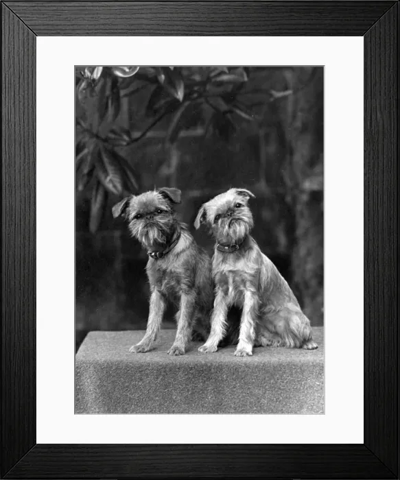 Framed Print : FALL / GRIFFON / PAIR Framed Print : FALL / GRIFFON / PAIR