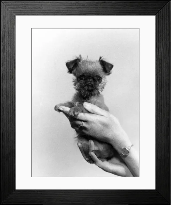 Framed Print : FALL / GRIFFON / IN HANDS Framed Print : FALL / GRIFFON / IN HANDS