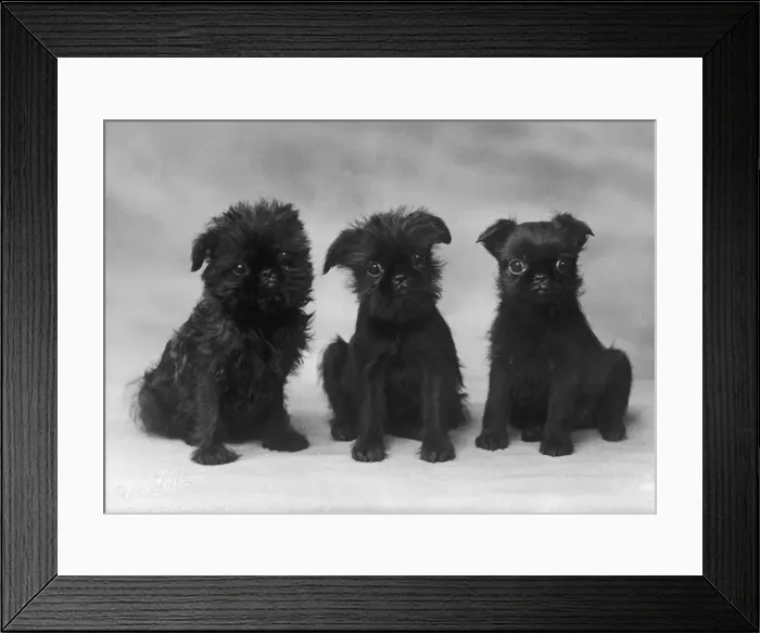 Framed Print : FALL / GRIFFON / 3 PUPS Framed Print : FALL / GRIFFON / 3 PUPS