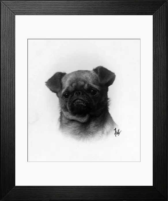 Framed Print : FALL / GRIFFON / HEAD STUDY Framed Print : FALL / GRIFFON / HEAD STUDY
