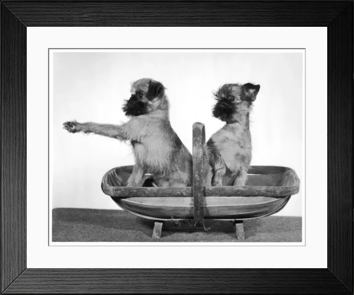 Framed Print : Fall - Griffon - in Trug Framed Print : Fall - Griffon - in Trug