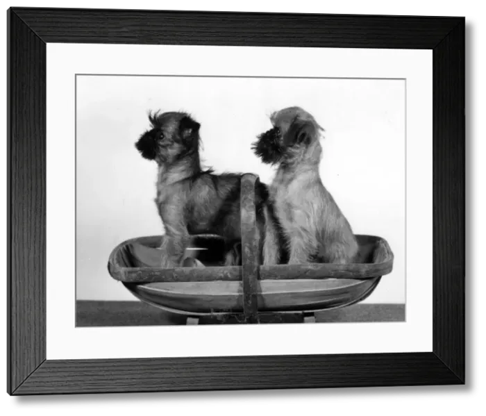 Framed Print : FALL / GRIFFON / IN TRUG Framed Print : FALL / GRIFFON / IN TRUG
