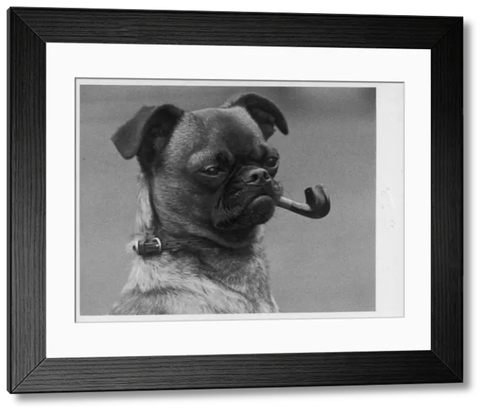 Framed Print : Fall - Griffon - Pipe Framed Print : Fall - Griffon - Pipe