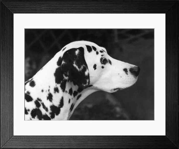 Framed Print : FALL / CRUFTS / DALMATIAN Framed Print : FALL / CRUFTS / DALMATIAN