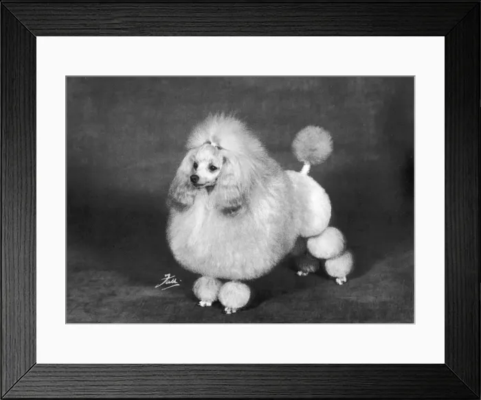Framed Print : Fall - Crufts - 1966 - Poodle Framed Print : Fall - Crufts - 1966 - Poodle