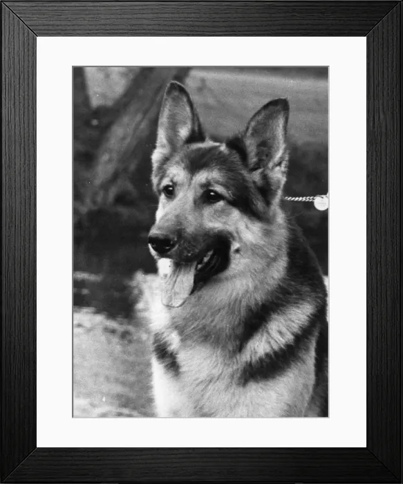 Framed Print : FALL CRUFTS ALSATIAN Framed Print : FALL CRUFTS ALSATIAN