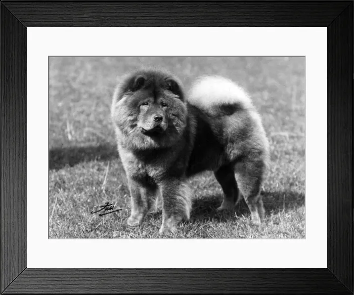 Framed Print : CRUFTS DOG SHOW WINNER Framed Print : CRUFTS DOG SHOW WINNER