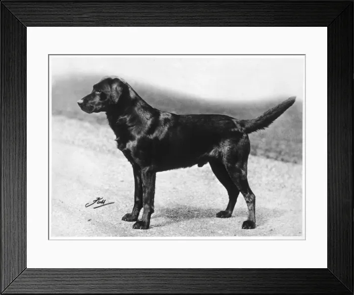 Framed Print : FALL / CRUFTS WINNER / 1932 Framed Print : FALL / CRUFTS WINNER / 1932