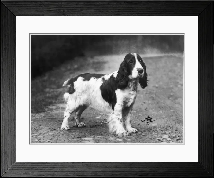 Framed Print : FALL / CRUFTS WINNERS / 1938 Framed Print : FALL / CRUFTS WINNERS / 1938