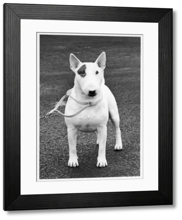 Framed Print : FALL / CRUFTS / BULL TERRIER Framed Print : FALL / CRUFTS / BULL TERRIER