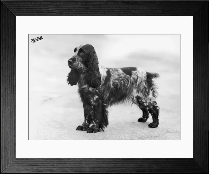 Framed Print : FALL / CRUFTS WINNER / 1948 Framed Print : FALL / CRUFTS WINNER / 1948