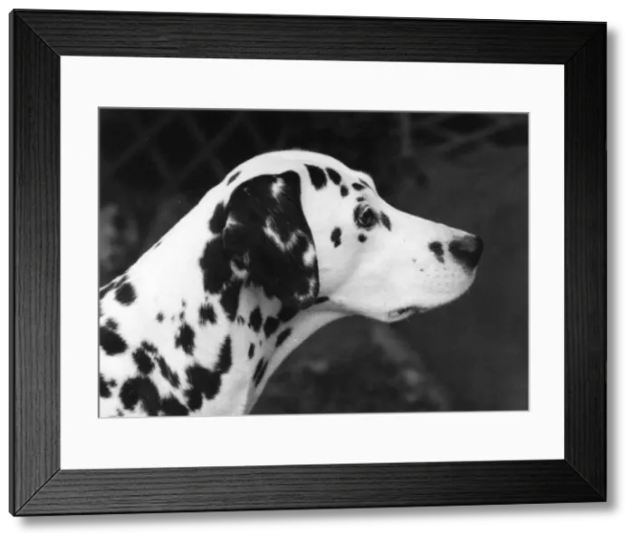 Framed Print : FALL / CRUFTS WINNER / 1968 Framed Print : FALL / CRUFTS WINNER / 1968