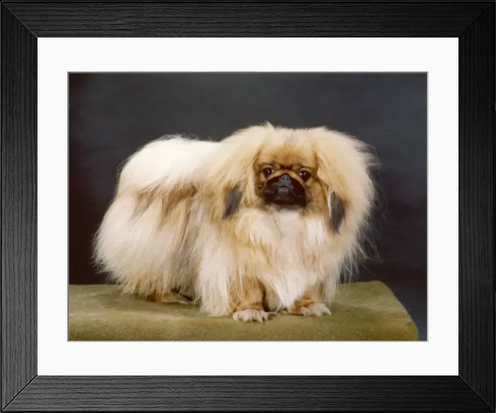 Framed Print : FALL / PEKINGESE / 1980 Framed Print : FALL / PEKINGESE / 1980