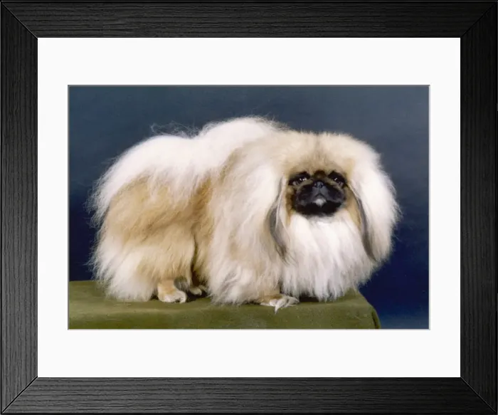 Framed Print : FALL / PEKINGESE / 1981 Framed Print : FALL / PEKINGESE / 1981