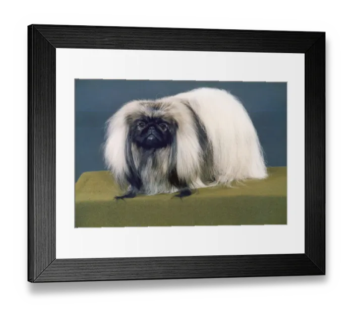 Framed Print : FALL / PEKINGESE / 1988 Framed Print : FALL / PEKINGESE / 1988