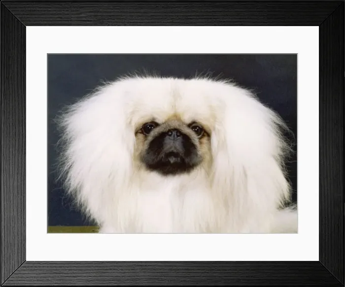 Framed Print : Fall - Pekingese - 1981 Framed Print : Fall - Pekingese - 1981