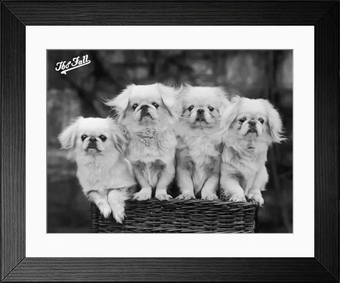 Framed Print : FALL / PEKINGESE / 1936 Framed Print : FALL / PEKINGESE / 1936