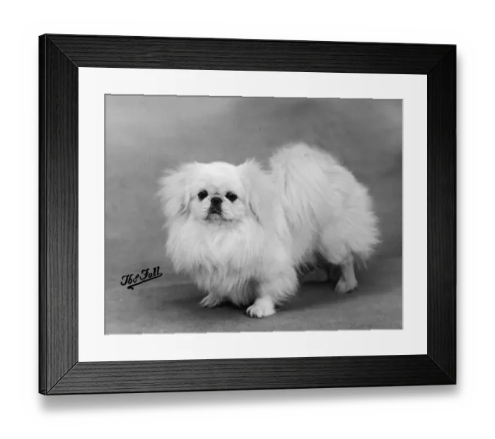 Framed Print : FALL / PEKINGESE / 1938 Framed Print : FALL / PEKINGESE / 1938