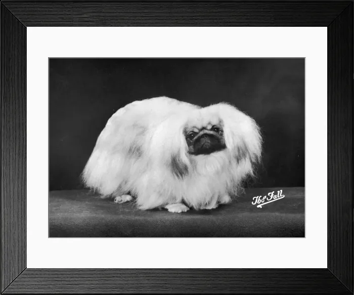 Framed Print : FALL  /  PEKINGESE  /  1975