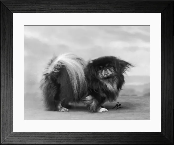 Framed Print : FALL / PEKINGESE / 1932 Framed Print : FALL / PEKINGESE / 1932