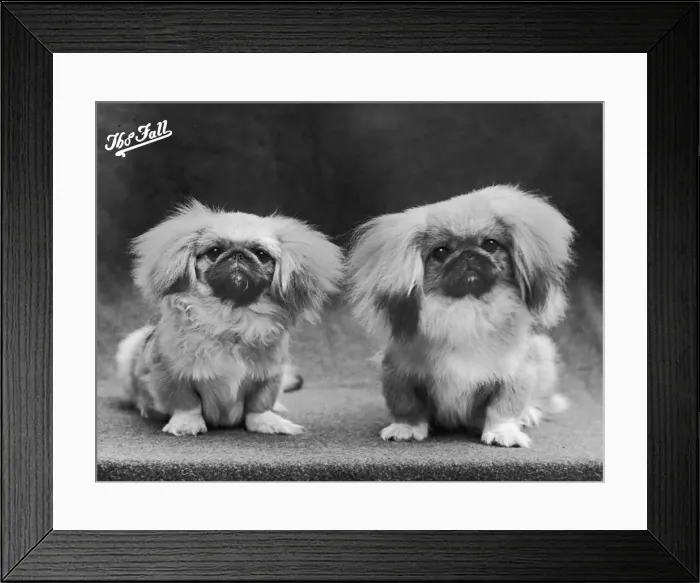 Framed Print : FALL  /  PEKINGESE  /  1950