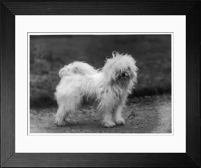 Framed Print : FALL / TIBETAN TERRIER / 30 Framed Print : FALL / TIBETAN TERRIER / 30