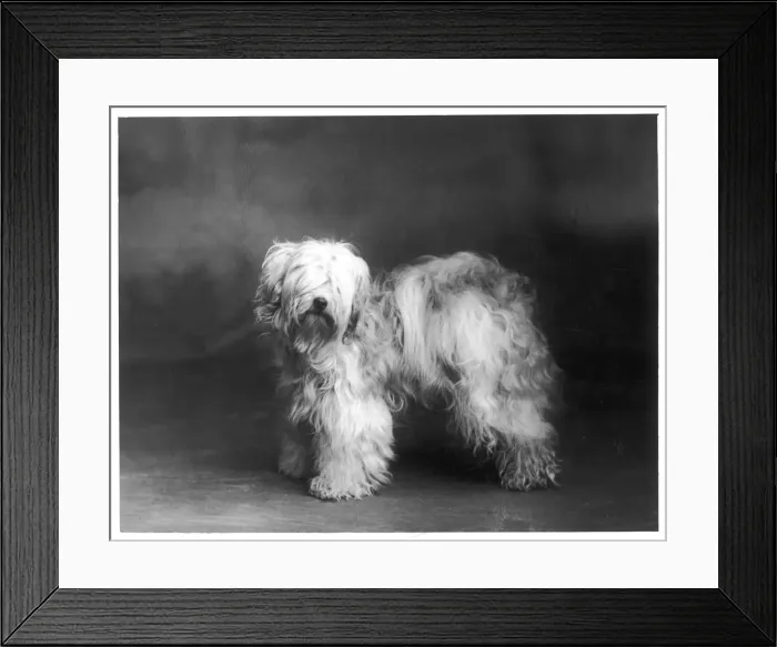 Framed Print : FALL / TIBETAN TERRIER / 39 Framed Print : FALL / TIBETAN TERRIER / 39