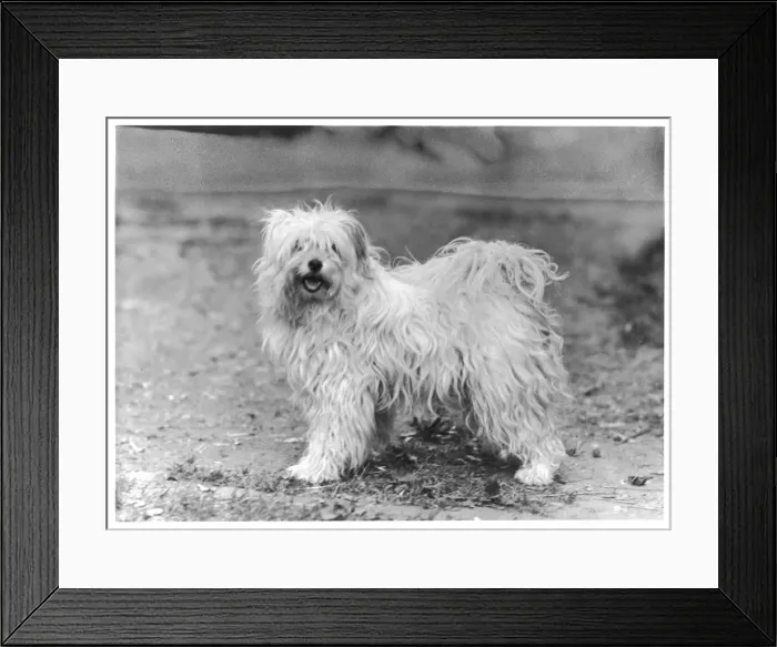 Framed Print : FALL / TIBETAN TERRIER / 47 Framed Print : FALL / TIBETAN TERRIER / 47